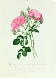 Nueva rosa doble carmesí de Nueva York